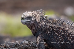 Iguanes marins (Amblyrhynchus cristatus) - île de Isabela  - Galapagos