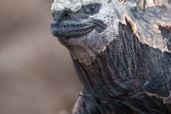 Iguanes marins (Amblyrhynchus cristatus) - île de Isabela  - Galapagos