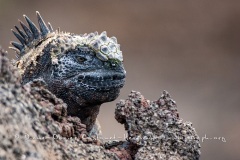 Iguanes marins (Amblyrhynchus cristatus) - île de Isabela  - Galapagos