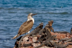 guanes marins (Amblyrhynchus cristatus) et fou à pieds bleus