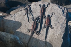 Iguanes marins (Amblyrhynchus cristatus) - île de Española - Galapagos