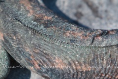 Iguanes marins (Amblyrhynchus cristatus) - île de Española -Galapagos