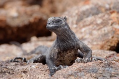 guane marin (Amblyrhynchus cristatus) et fou à pieds bleus