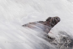 Iguanes marins (Amblyrhynchus cristatus) - île de Española -Galapagos