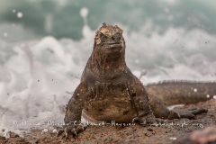 Iguanes marins (Amblyrhynchus cristatus) - île de Isabela  - Galapagos