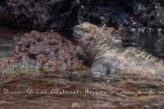 Iguanes marins (Amblyrhynchus cristatus) - île de Isabela-Galapagos