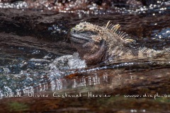 Iguanes marins (Amblyrhynchus cristatus) - île de Isabela-Galapagos