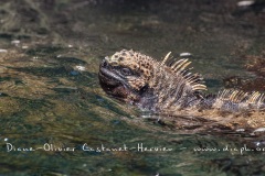 Iguanes marins (Amblyrhynchus cristatus) - île de Isabela-Galapagos