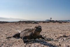 Iguanes marins (Amblyrhynchus cristatus) - île de Fernandina - Galapagos