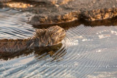 Iguanes marins (Amblyrhynchus cristatus) - île de Santiago-Galapagos