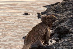 Iguanes marins (Amblyrhynchus cristatus) - île de Santiago-Galapagos