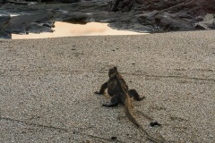 Iguanes marins (Amblyrhynchus cristatus) - île de Santiago-Galapagos