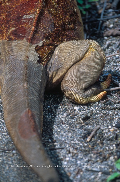 DOS D'IGUANE TERRESTRE DES GALAPAGOS (CONOLOPHUS SUBCRISTATUS)