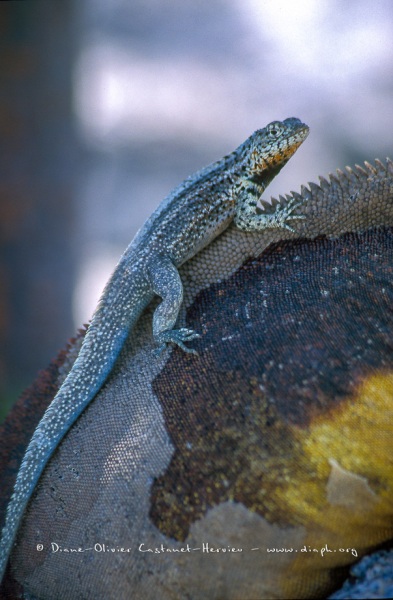 Lezard des laves sur le dos d'un iguane