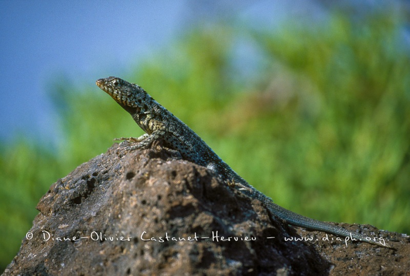 Lezard des laves