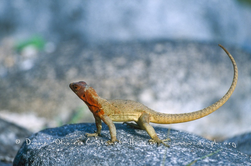 Lezard des laves