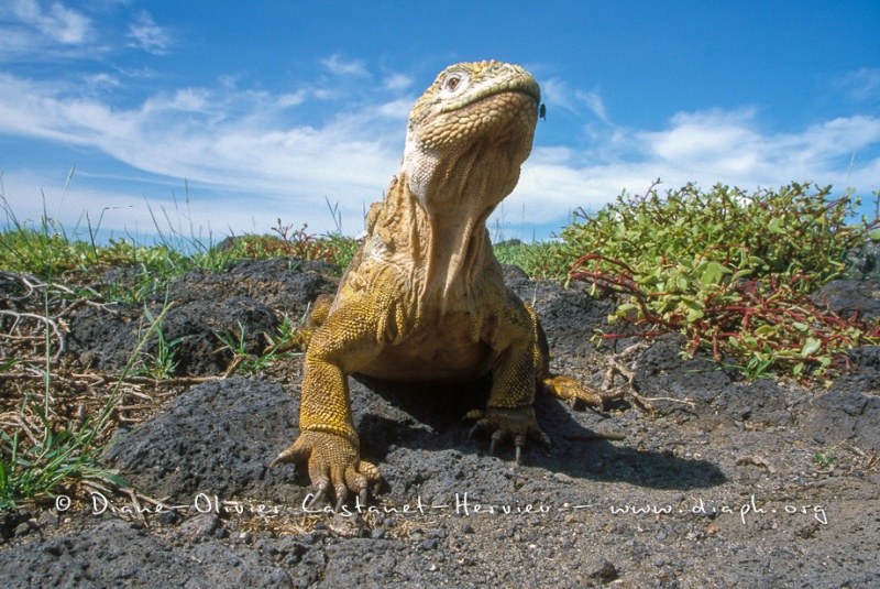 Iguane terrestre des Galapagos (Conolophus subcristatus)