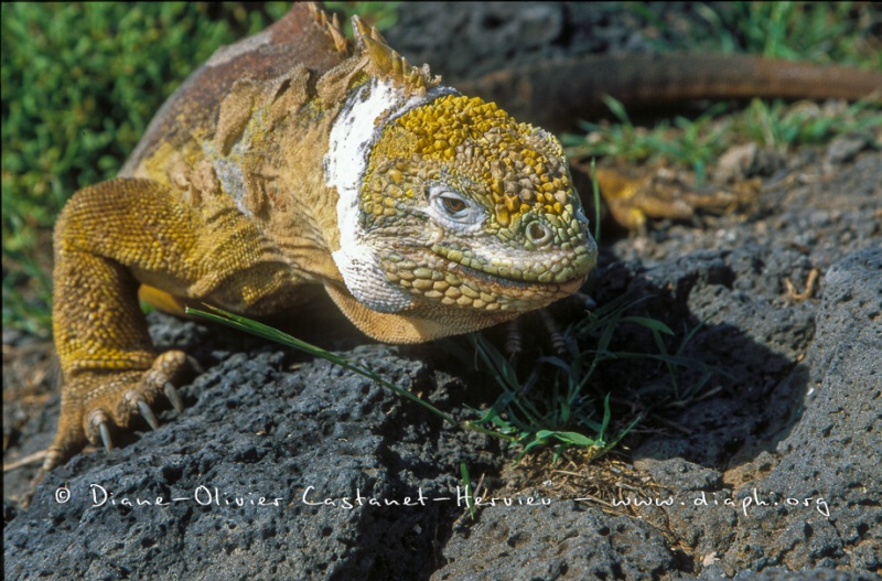 Iguane terrestre des Galapagos (Conolophus subcristatus)