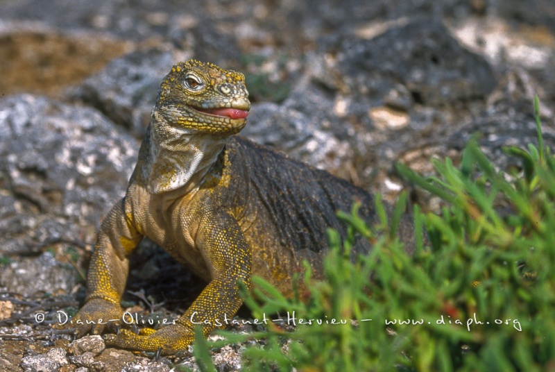 Iguane terrestre des Galapagos (Conolophus subcristatus)
