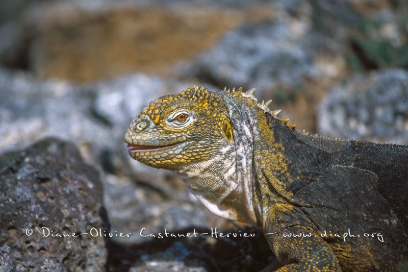 Iguane terrestre des Galapagos (Conolophus subcristatus)