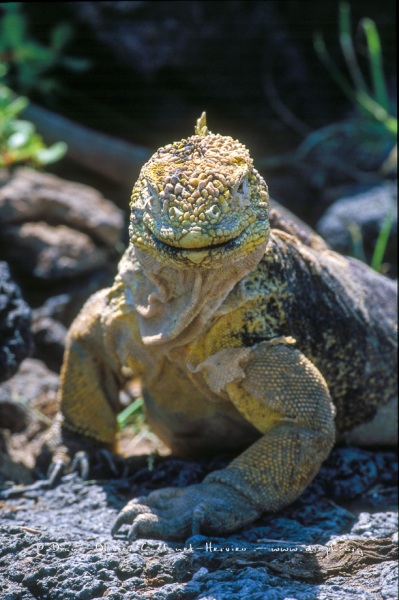 Iguane terrestre des Galapagos (Conolophus subcristatus)