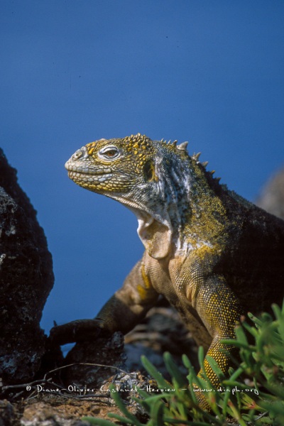 Iguane terrestre des Galapagos (Conolophus subcristatus)