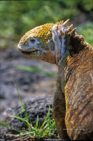 Iguane terrestre des Galapagos (Conolophus subcristatus)