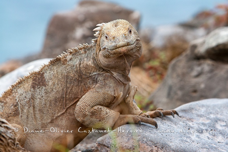 Iguane terrestre des Galapagos (Conolophus subcristatus) - île de Santa fé