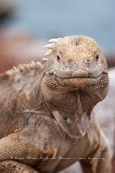 Iguane terrestre des Galapagos (Conolophus subcristatus) - île de Santa fé