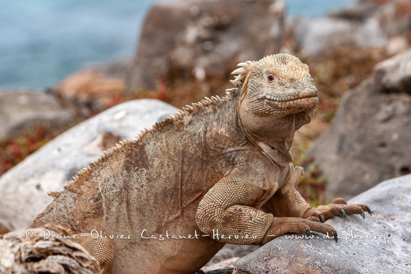 Iguane terrestre des Galapagos (Conolophus subcristatus) - île de Santa fé