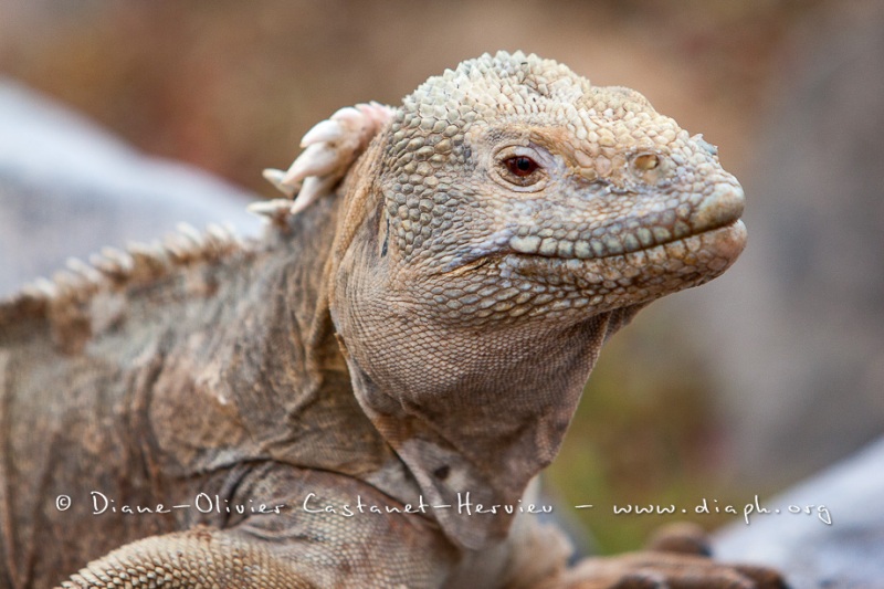 Iguane terrestre des Galapagos (Conolophus subcristatus) - île de Santa fé