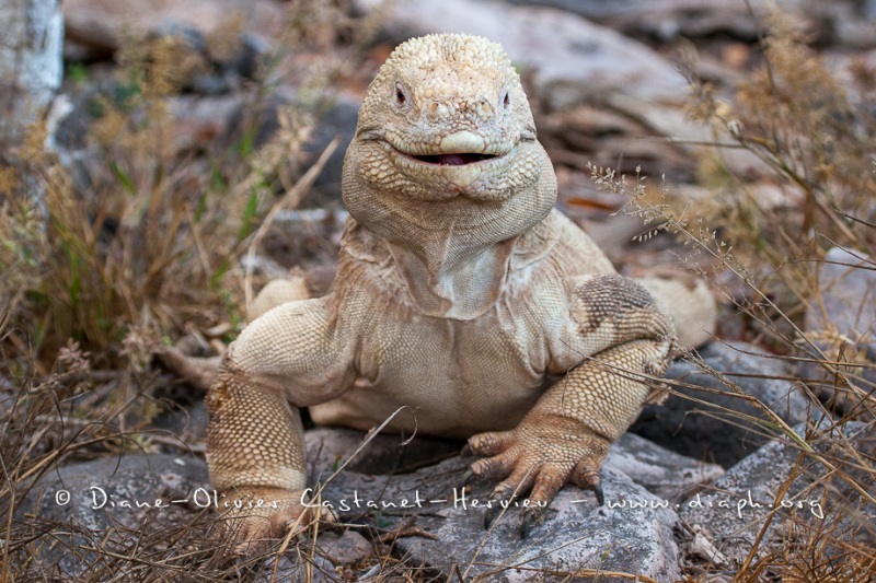 Iguane terrestre des Galapagos (Conolophus subcristatus) - île de Santa fé