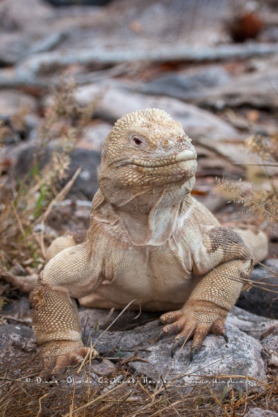 Iguane terrestre des Galapagos (Conolophus subcristatus) - île de Santa fé