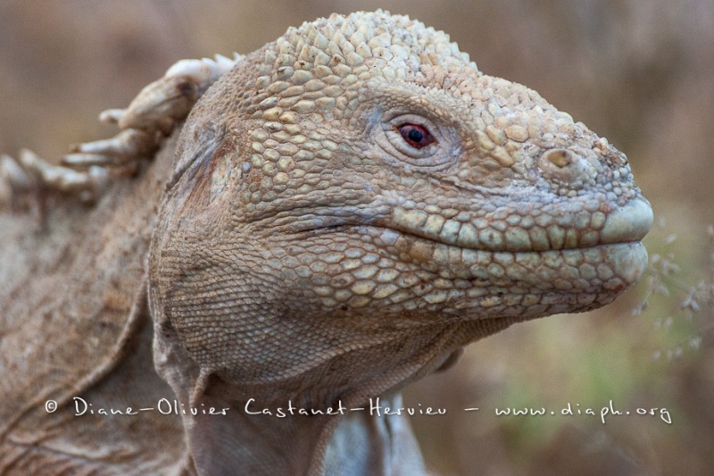 Iguane terrestre des Galapagos (Conolophus subcristatus) - île de Santa fé