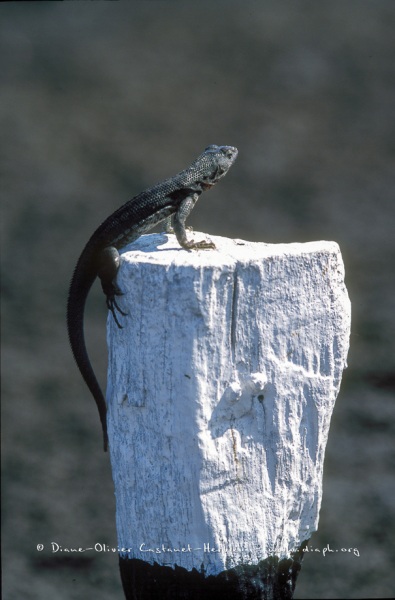 Lesard des laves sur un picket du parc - ïles Galapagos