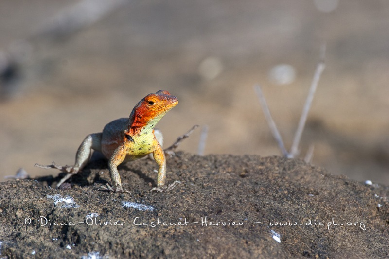 Lézard des laves, ^les Galapagos