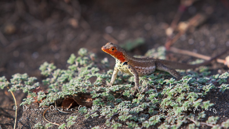 Lézard des laves, ^les Galapagos