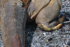 DOS D'IGUANE TERRESTRE DES GALAPAGOS (CONOLOPHUS SUBCRISTATUS)