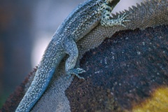 Lezard des laves sur le dos d'un iguane