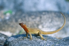 Lezard des laves