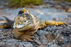 Iguane terrestre des Galapagos (Conolophus subcristatus)