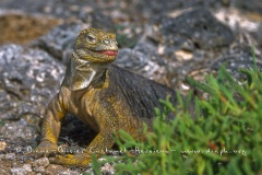 Iguane terrestre des Galapagos (Conolophus subcristatus)