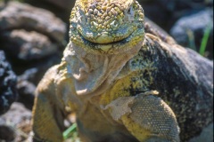 Iguane terrestre des Galapagos (Conolophus subcristatus)