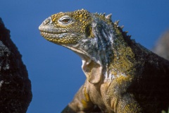 Iguane terrestre des Galapagos (Conolophus subcristatus)