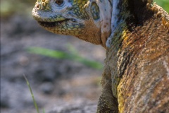 Iguane terrestre des Galapagos (Conolophus subcristatus)