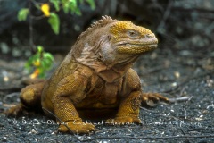 Iguane terrestre des Galapagos (Conolophus subcristatus)