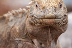Iguane terrestre des Galapagos (Conolophus subcristatus) - île de Santa fé