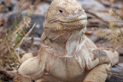 Iguane terrestre des Galapagos (Conolophus subcristatus) - île de Santa fé