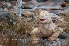 Iguane terrestre des Galapagos (Conolophus subcristatus) - île de Santa fé