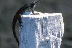 Lesard des laves sur un picket du parc - ïles Galapagos